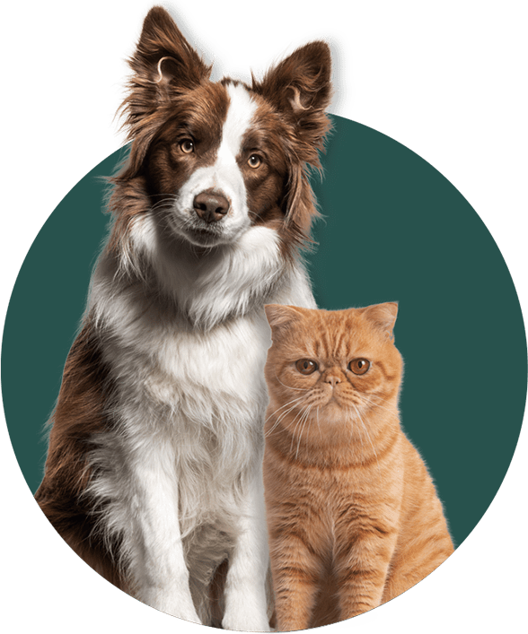 pets