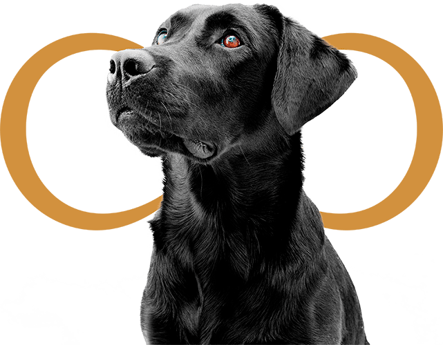 mascota