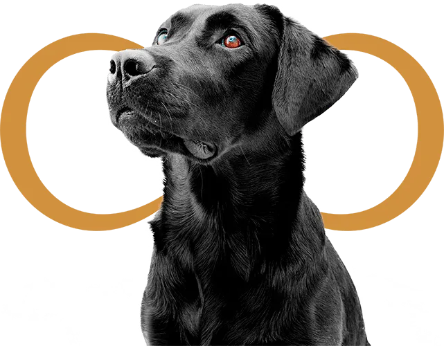 Servicios funerarios para mascotas