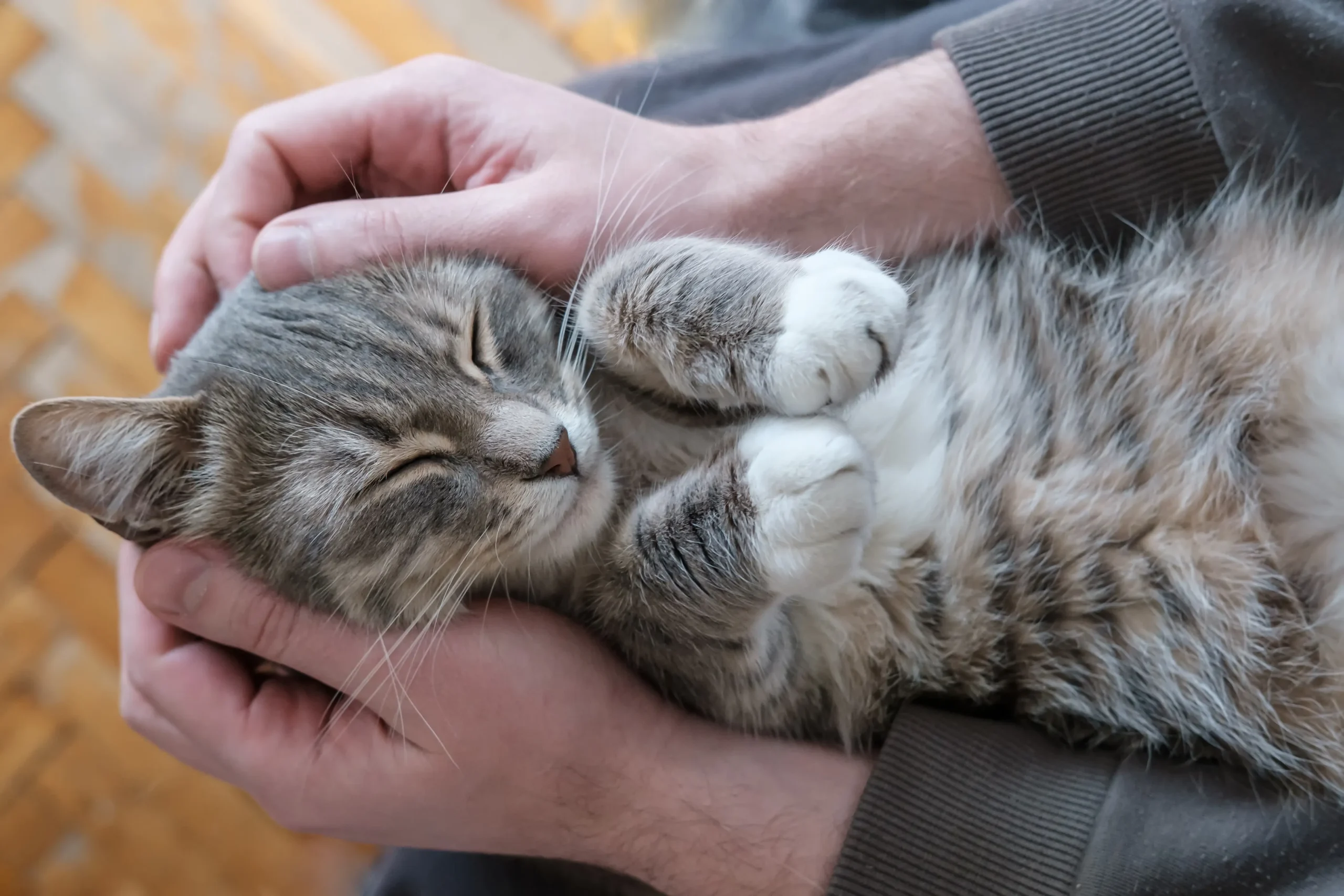 Cremación para gatos