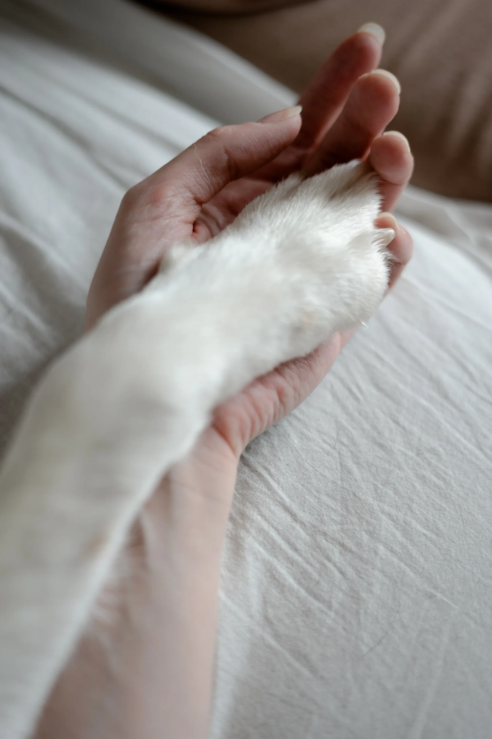 Funeraria para perros